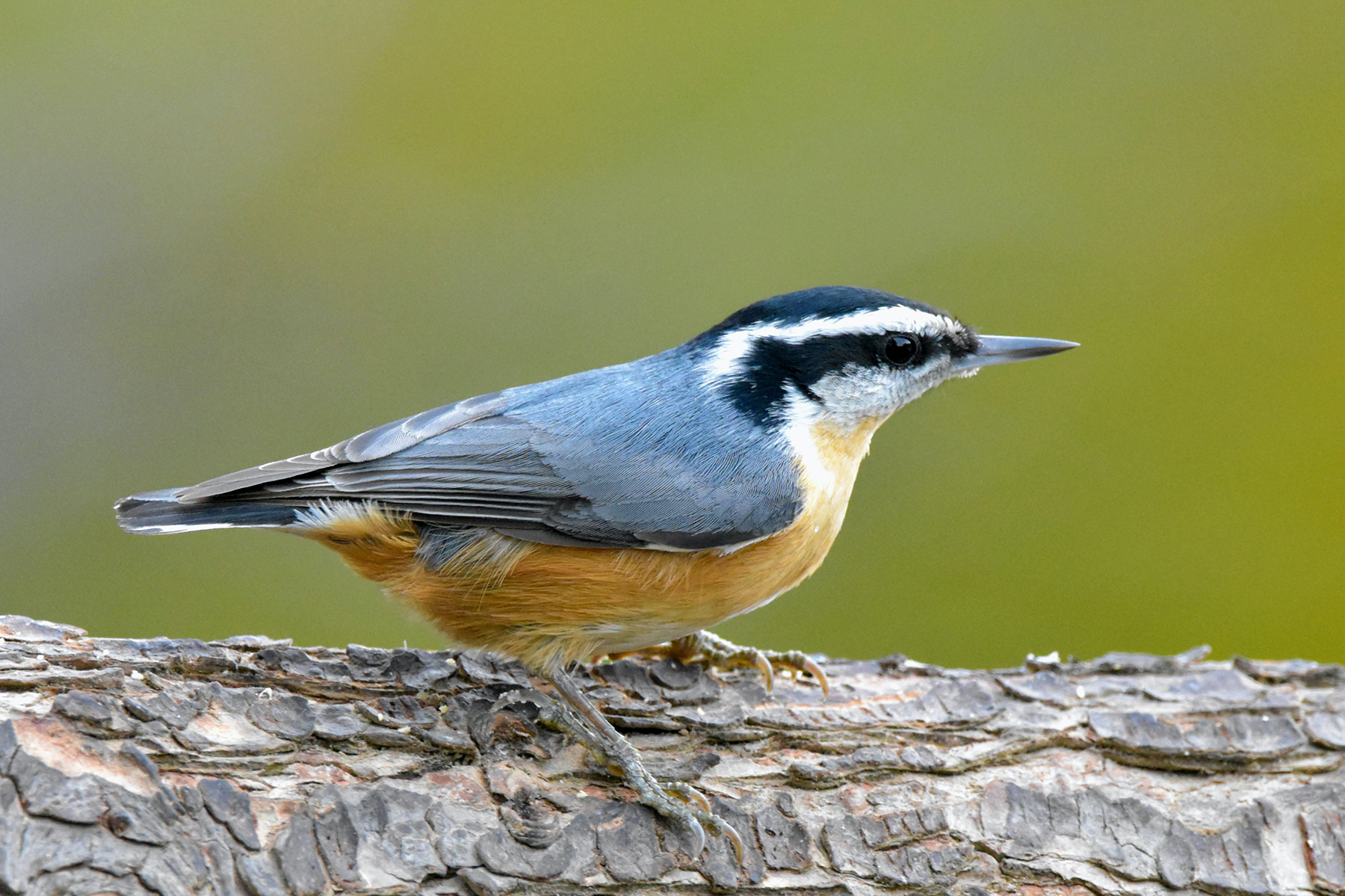 A bird in nature